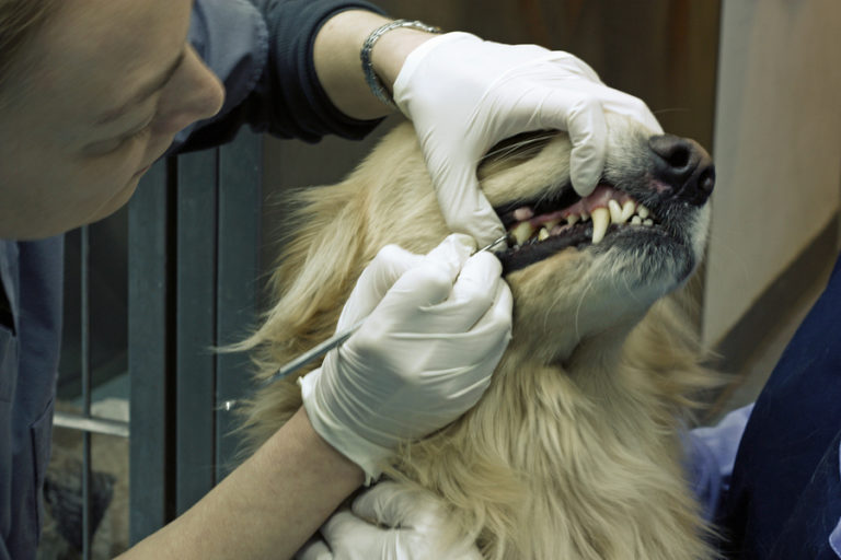 Everything You Need To Know About Having Your Dog’s Teeth Cleaned